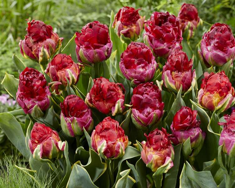 Tulpan 'Ice Cream Cranberry Sorbet Mix' (Storköp) – 50 lökar